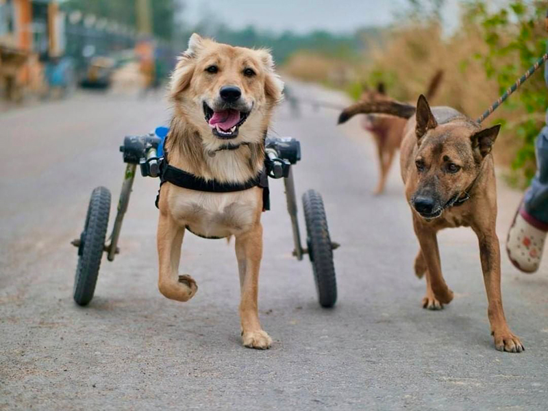 Chariot roulant pour chien Walkin'Wheels
